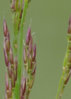 Einzelbild 5 Berg-Reitgras - Calamagrostis varia