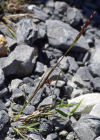 Einzelbild 7 Berg-Reitgras - Calamagrostis varia