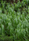 Einzelbild 4 Wolliges Reitgras - Calamagrostis villosa