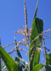 Einzelbild 7 Mais - Zea mays
