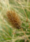 Einzelbild 7 Alpen-Lieschgras - Phleum alpinum aggr.