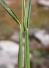 Einzelbild 8 Alpen-Lieschgras - Phleum alpinum aggr.
