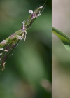 Einzelbild 5 Acker-Fuchsschwanz - Alopecurus myosuroides