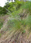 Einzelbild 4 Federgras - Stipa pennata aggr.