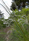 Einzelbild 5 Federgras - Stipa pennata aggr.