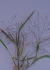 Einzelbild 5 Haarästige Hirse - Panicum capillare aggr.