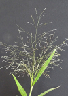 Einzelbild 8 Haarästige Hirse - Panicum capillare aggr.