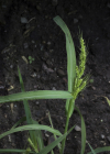 Einzelbild 5 Hühnerhirse - Echinochloa crus-galli