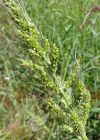 Einzelbild 8 Hühnerhirse - Echinochloa crus-galli