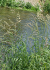 Einzelbild 6 Rohr-Glanzgras - Phalaris arundinacea