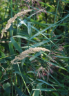 Einzelbild 7 Rohr-Glanzgras - Phalaris arundinacea