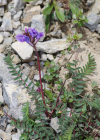Einzelbild 5 Berg-Spitzkiel - Oxytropis jacquinii