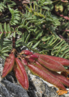 Einzelbild 8 Berg-Spitzkiel - Oxytropis jacquinii