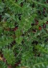 Einzelbild 8 Stängellose Kratzdistel - Cirsium acaule