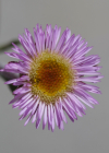 Einzelbild 8 Alpen-Berufkraut - Erigeron alpinus