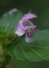 Einzelbild 8 Stechender Hohlzahn - Galeopsis tetrahit