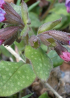 Einzelbild 8 Gewöhnliches Lungenkraut - Pulmonaria officinalis