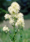 Einzelbild 7 Gelbe Wiesenraute - Thalictrum flavum