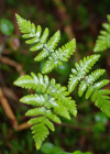 Einzelbild 8 Eichenfarn - Gymnocarpium dryopteris
