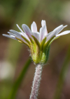 Einzelbild 7 Alpenmasslieb - Aster bellidiastrum
