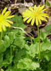 Einzelbild 1 Hainlattich - Aposeris foetida