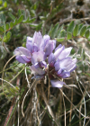 Einzelbild 2 Schweizer Spitzkiel - Oxytropis helvetica