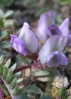 Einzelbild 3 Schweizer Spitzkiel - Oxytropis helvetica