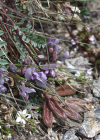 Einzelbild 5 Schweizer Spitzkiel - Oxytropis helvetica
