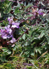 Einzelbild 6 Schweizer Spitzkiel - Oxytropis helvetica