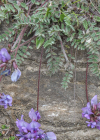 Einzelbild 7 Schweizer Spitzkiel - Oxytropis helvetica