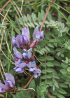 Einzelbild 8 Schweizer Spitzkiel - Oxytropis helvetica