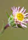 Einzelbild 1 Verkanntes Berufkraut - Erigeron neglectus