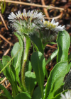 Einzelbild 5 Verkanntes Berufkraut - Erigeron neglectus