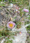 Einzelbild 7 Verkanntes Berufkraut - Erigeron neglectus