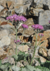 Einzelbild 4 Filziger Alpendost - Adenostyles leucophylla