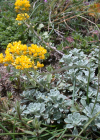Einzelbild 1 Alpen-Steinkraut - Alyssum alpestre