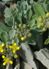 Einzelbild 3 Alpen-Steinkraut - Alyssum alpestre