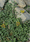 Einzelbild 4 Alpen-Steinkraut - Alyssum alpestre