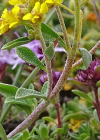 Einzelbild 5 Alpen-Steinkraut - Alyssum alpestre