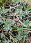 Einzelbild 7 Alpen-Steinkraut - Alyssum alpestre