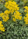Einzelbild 8 Alpen-Steinkraut - Alyssum alpestre
