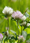 Einzelbild 2 Schnee-Rot-Klee - Trifolium pratense subsp. nivale