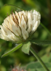 Einzelbild 4 Schnee-Rot-Klee - Trifolium pratense subsp. nivale