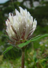 Einzelbild 5 Schnee-Rot-Klee - Trifolium pratense subsp. nivale
