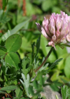 Einzelbild 6 Schnee-Rot-Klee - Trifolium pratense subsp. nivale