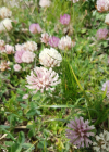 Einzelbild 7 Schnee-Rot-Klee - Trifolium pratense subsp. nivale