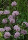 Einzelbild 8 Schnee-Rot-Klee - Trifolium pratense subsp. nivale