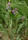 Einzelbild 2 Lappländer Spitzkiel - Oxytropis lapponica