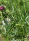 Einzelbild 1 Rätische Berg-Distel - Carduus defloratus subsp. tridentinus