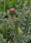Einzelbild 4 Rätische Berg-Distel - Carduus defloratus subsp. tridentinus